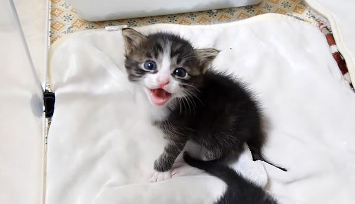 鳴く子猫