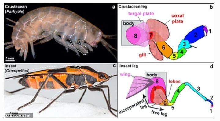 甲殻類（上）と昆虫（↓）の脚の比較、昆虫には7～8分節に対応するものがない