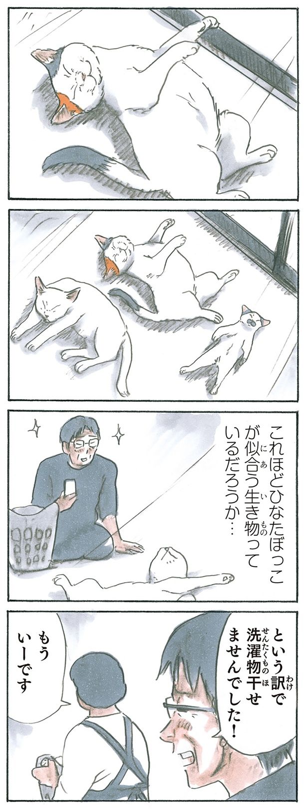 窓際は猫の聖域 （C）にごたろ／KADOKAWA