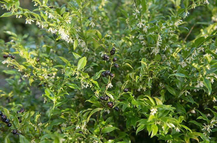 サルココッカ・コンフサ（コンフューサ） Sarcococca confusa