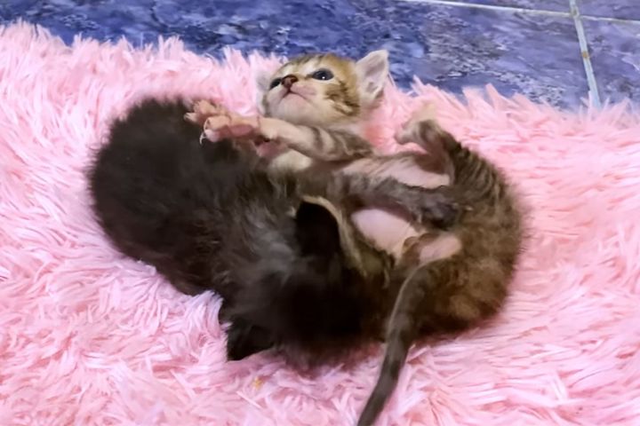 赤ちゃんニャンコのバトルがかわいすぎる！