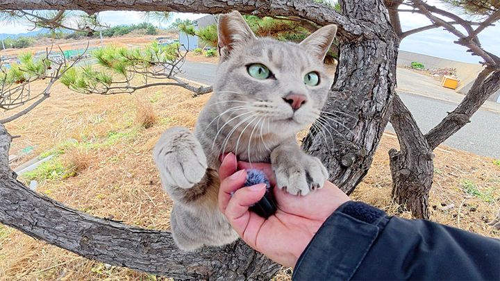 マイクを奪う猫