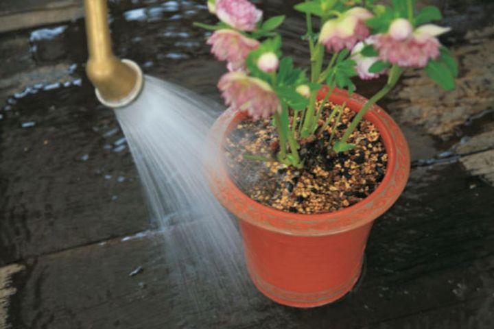 【９】 土を入れ終わったら、枝元にたっぷりと水を与えます。1回だけでなく、2〜3回しっかりと与えてください。