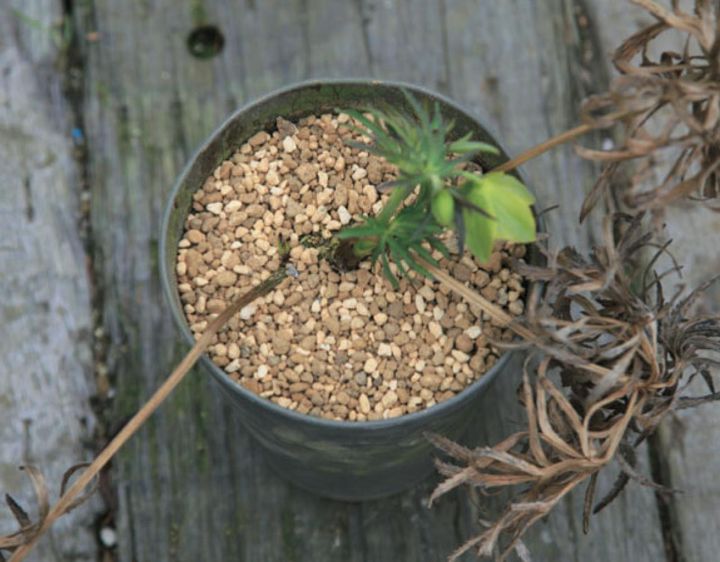 【４】表土がえが完了。見た目もきれいになり、土の通気性もよくなります。