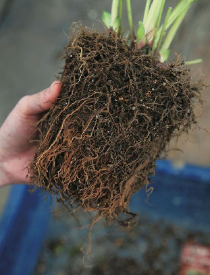 【４】この程度までていねいに根をほぐします。