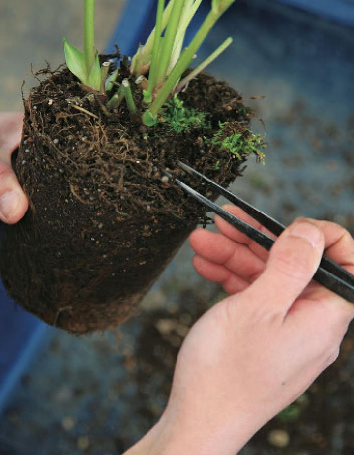 【３】 ピンセットを使い、固まっている根を軽くほぐしていきます。時間をかけると根が乾き、傷むので、手早く行うのがコツです。