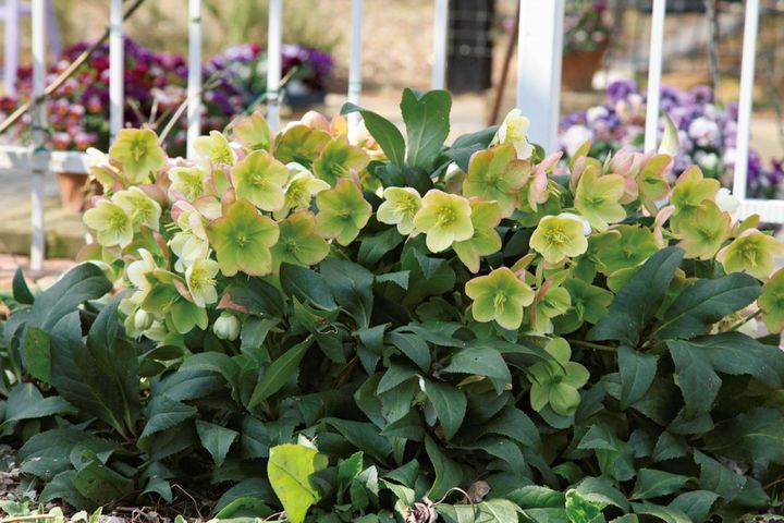 【クリスマスローズの植えつけ・鉢植えの植えかえ】初心者さん必見！ プロセス写真で詳しく解説