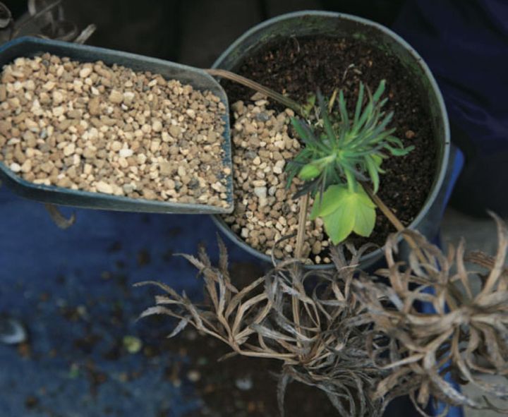 【３】あらかじめ赤玉土と鹿沼土を同量混ぜておいた土を、土の表面にのせます。