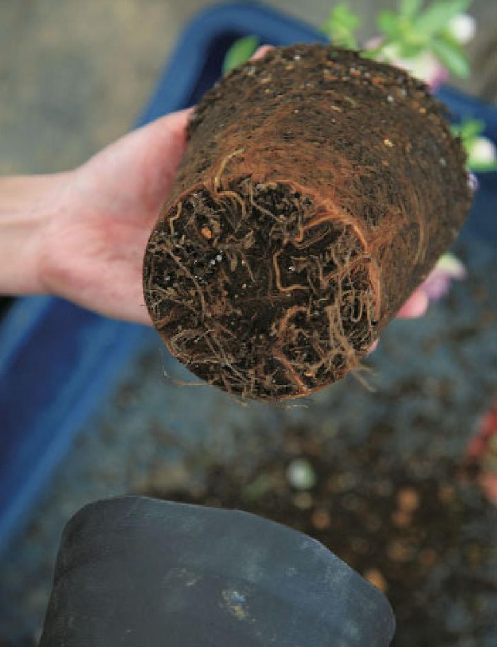 【２ 】鉢から苗を出した状態。側面、底もびっしりと根が回っていますね。