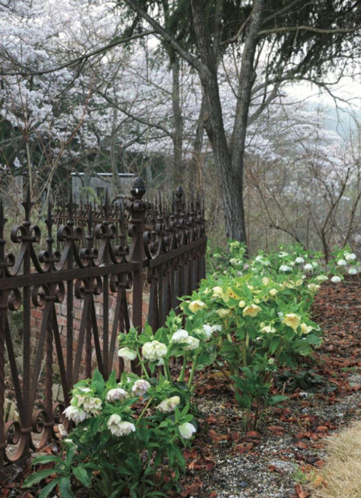 本家さんが在籍する「English Garden ローザンベリー多和田」では、多くの地植えのクリスマスローズが見られます。