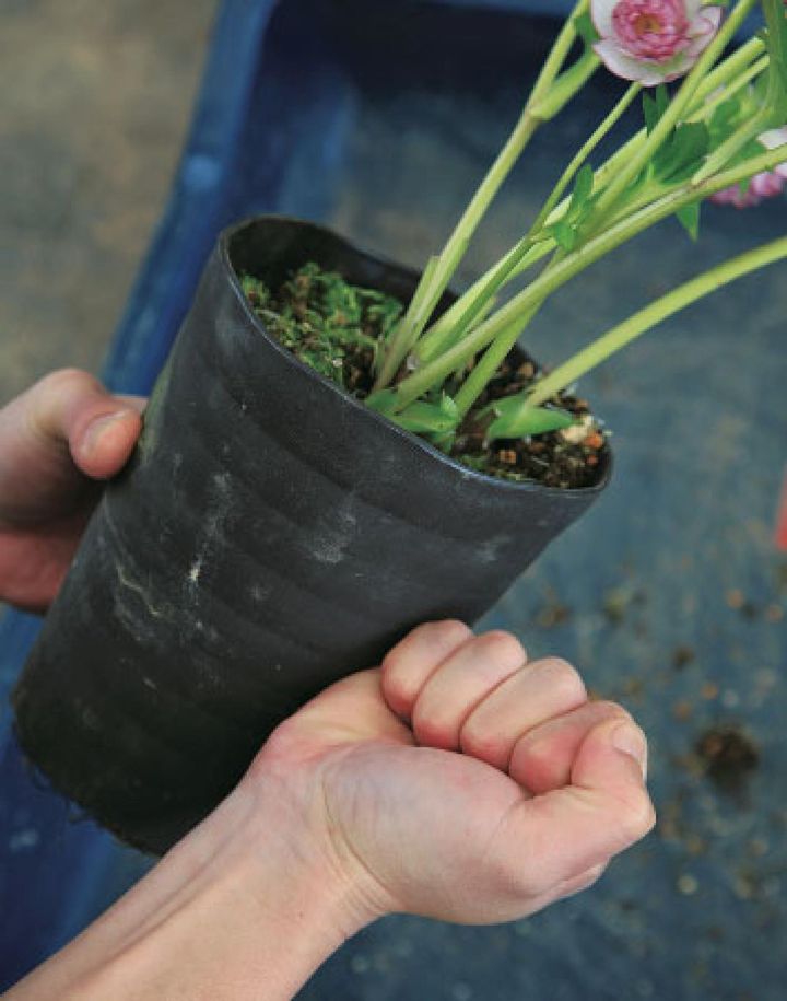 【１】 開花株を鉢（またはビニールポット）からとり出します。根が張ってとり出しにくいときは、ポットの側面などをたたきます（ゴムハンマーを使うのもおすすめ）。ビニールポットの場合は、ポットに切れ目を入れ、破いてとり出します。