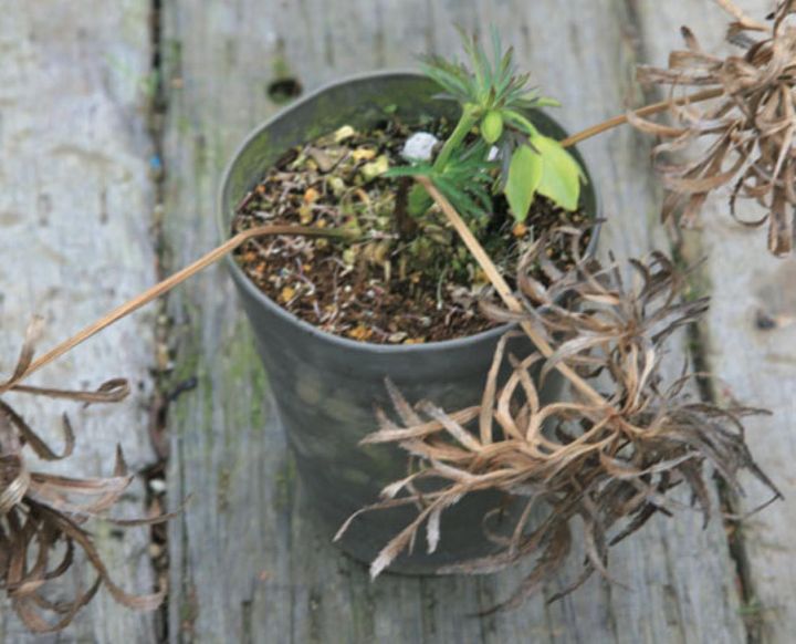 【１】植えかえをせず、土の表面に根が出てしまっている株。表土がえをしてリフレッシュさせましょう。