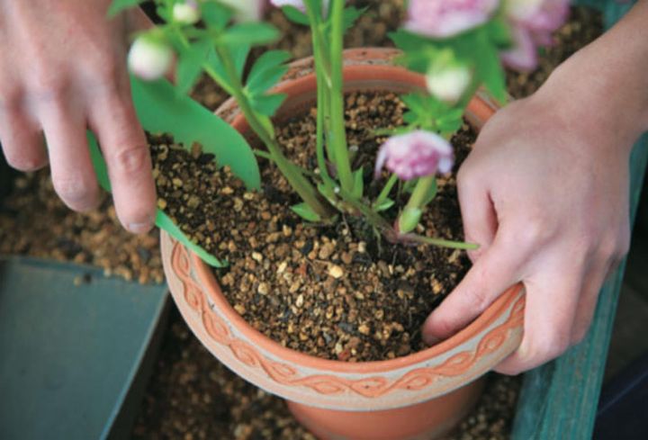 【８】植えつけたときに親指の第1関節ぐらいのウオータースペースができるよう、株の位置を調整しながら土を足し入れます。周りに土を足しながら、ピンセットなどでつついて、隙間がないようにします。