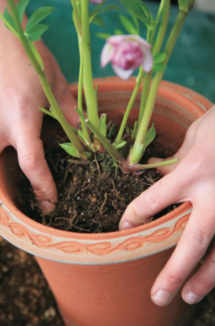 【７】根をほぐした株を鉢に入れ、株が鉢の上から指の第1関節ぐらいの高さになるよう土の量を調整します。