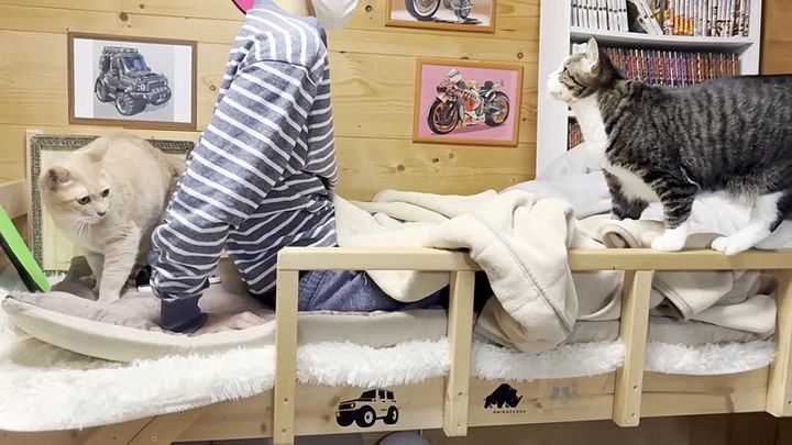 お兄ちゃんと猫