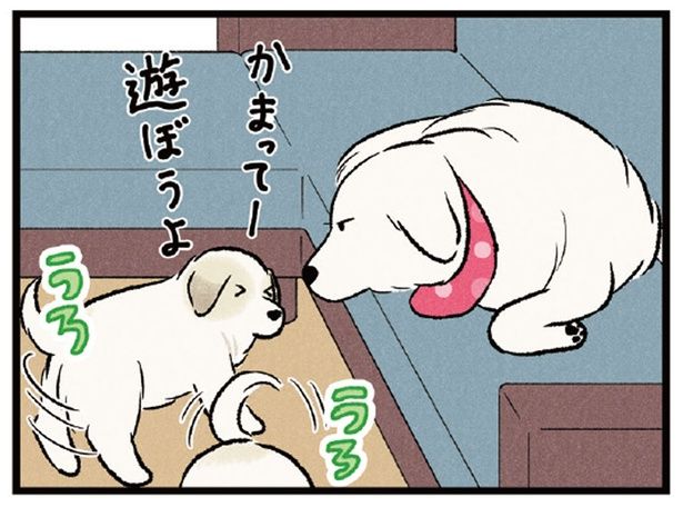 「かまって！遊ぼう！」まったりタイム中の先輩犬に新入りがダル絡みすると？ （C）今日のルンルン、黒羽沙乃／KADOKAWA