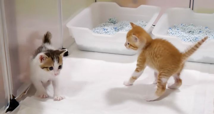 初めてやんのかステップを繰り出した子猫達