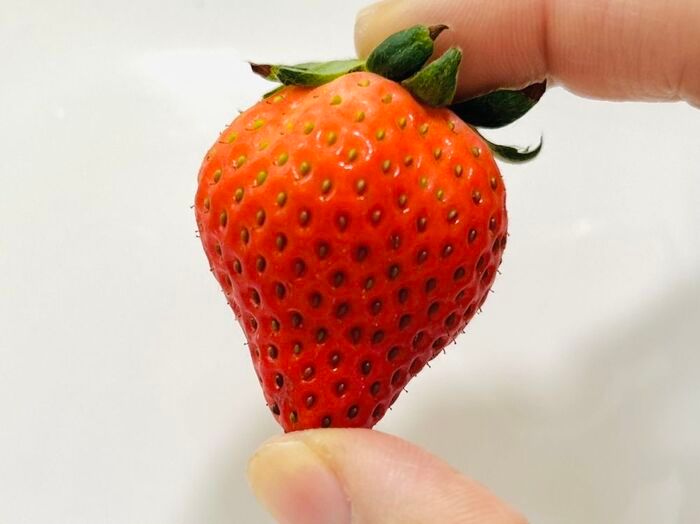 甘いのはどっち？美味しい『いちご』の選び方。正解のパックを選べるようになりますよ♪