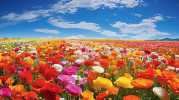 これから買い足す予定の靴やバッグはありますか？