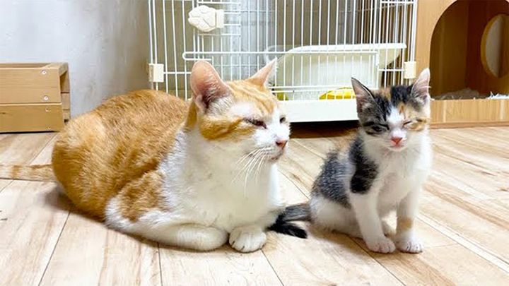 子猫を見守る先住猫