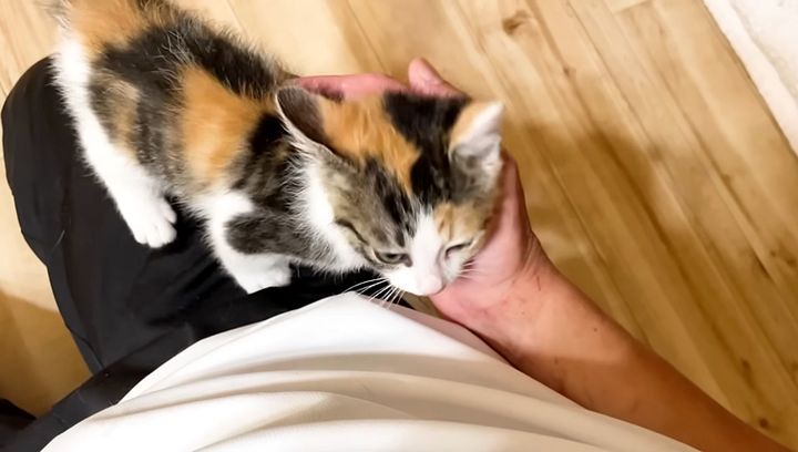 養育主さんに甘える子猫