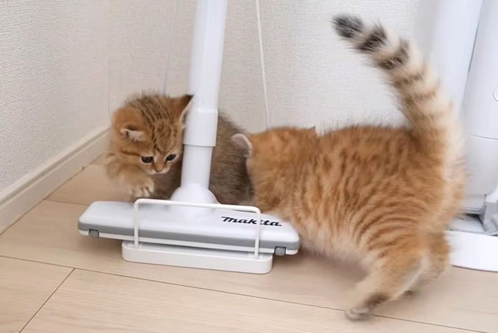 遊び回る子猫達