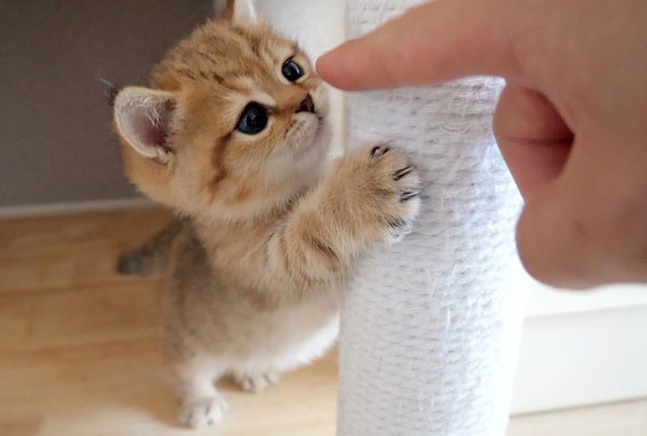 指が気になる子猫