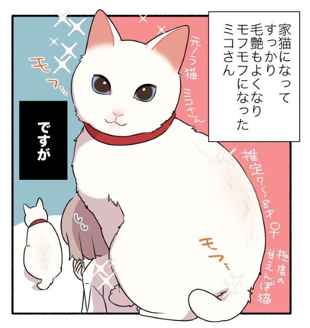 すっかりモフモフのきれいな白猫となったミコさん。しかし…！ 久川はる(@hisakawa_haru)