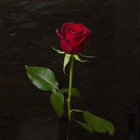 【東京都港区】バレンタイン限定のカクテルプロモーションをブラウンフォーマンジャパンが実施！