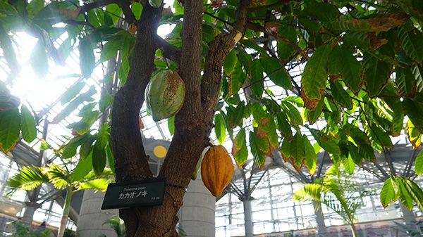 【大阪府大阪市】鶴見区の植物園「咲くやこの花館」にて企画展「カカオとコーヒー展」今年も開催中