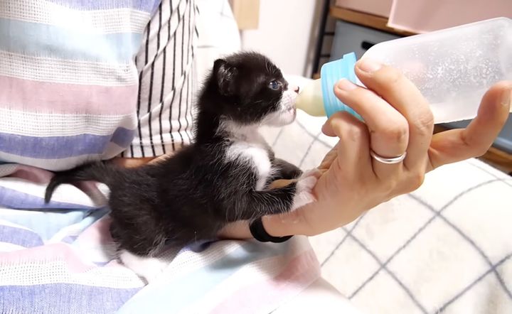 ミルクを飲む子猫