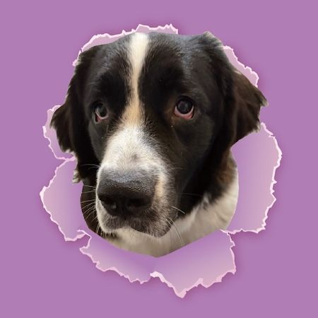 【東京都江戸川区】推しワンズと過ごすロマンチックな夜！大型犬カフェ ほっとひと犬のバレンタイン企画