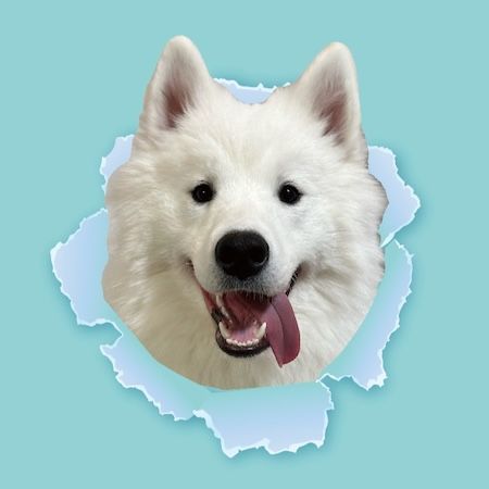 【東京都江戸川区】推しワンズと過ごすロマンチックな夜！大型犬カフェ ほっとひと犬のバレンタイン企画