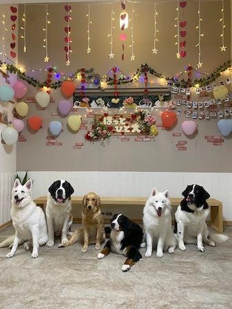 【東京都江戸川区】推しワンズと過ごすロマンチックな夜！大型犬カフェ ほっとひと犬のバレンタイン企画