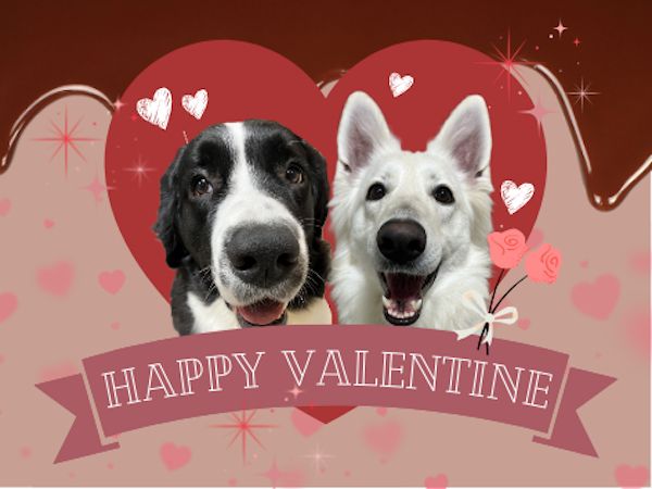 【東京都江戸川区】推しワンズと過ごすロマンチックな夜！大型犬カフェ ほっとひと犬のバレンタイン企画