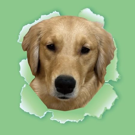 【東京都江戸川区】推しワンズと過ごすロマンチックな夜！大型犬カフェ ほっとひと犬のバレンタイン企画