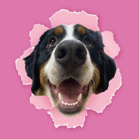 【東京都江戸川区】推しワンズと過ごすロマンチックな夜！大型犬カフェ ほっとひと犬のバレンタイン企画