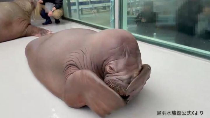 三重県鳥羽市の鳥羽水族館に、新しいアイドルが仲間入りしました。大分マリーンパレス水族館「うみたまご」からやってきた、セイウチの「いちこ」ちゃんです。