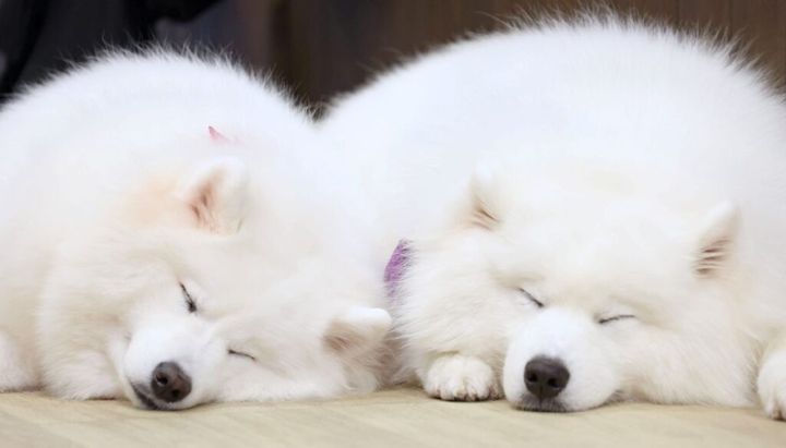 芸人としての〝暗黒期〟に趣味としてハマったチャーハン作りの動画が、1月30日時点でユーチューブ再生回数160万回超の人気ぶりを見せている、お笑いコンビ「ドンデコルテ」のボケ担当・渡辺銀次さん（40）の「イチャイチャ動画」が話題です！