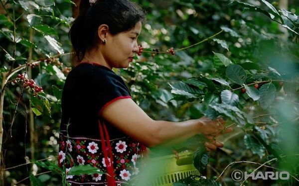 パナマ産ゲイシャやタイ産の個性を愉しむ。HARIOから厳選コーヒー豆3種が新発売