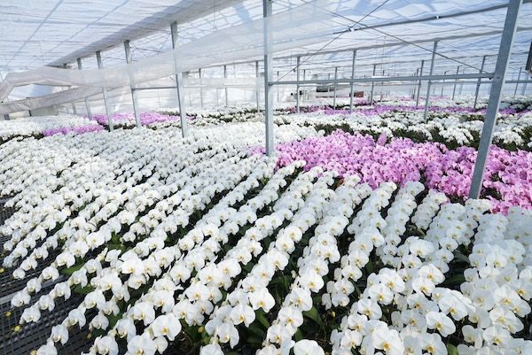 お花と手作り石鹸で春を楽しむ。胡蝶蘭専門店「らんや」がひな祭りワークショップ開催