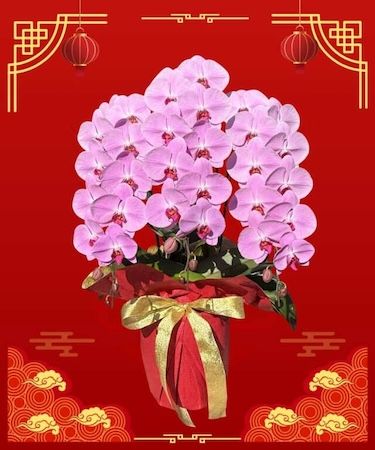 お花と手作り石鹸で春を楽しむ。胡蝶蘭専門店「らんや」がひな祭りワークショップ開催