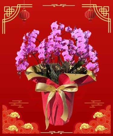 お花と手作り石鹸で春を楽しむ。胡蝶蘭専門店「らんや」がひな祭りワークショップ開催