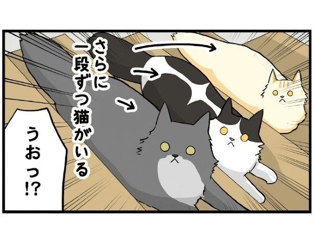 1段に1匹ずつだと!? もちこ(@mogutchecho)