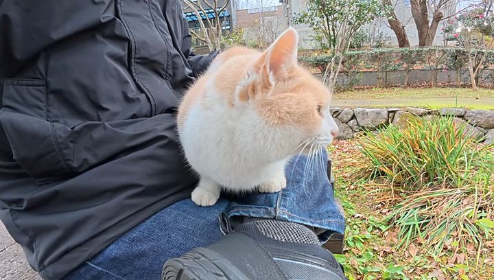 膝の上で丸くなる猫