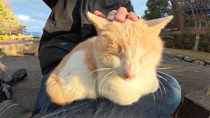 膝の上で撫でられる猫