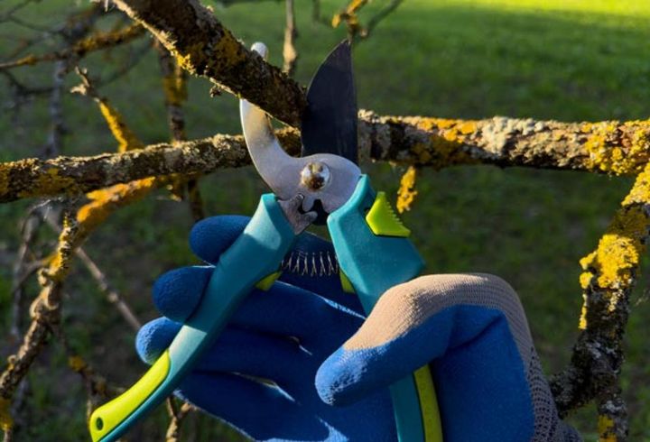 上向きの枝を切る