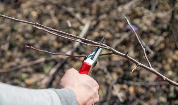 長い枝を切って短い枝につけかえる