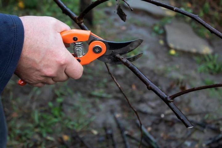 太い枝を切って細い枝を残す