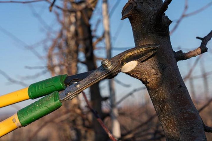 ①太い枝を切りやすい位置で切り落とす